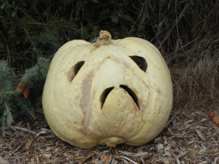 Grumpy 10 days later, Nipomo Pumpkin Patch best carving idea